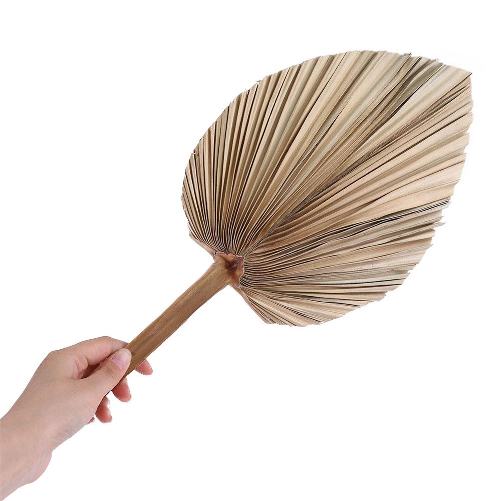 Palm Leaf Dried - Daun Palem Kering Alami Gaya Bohemian
