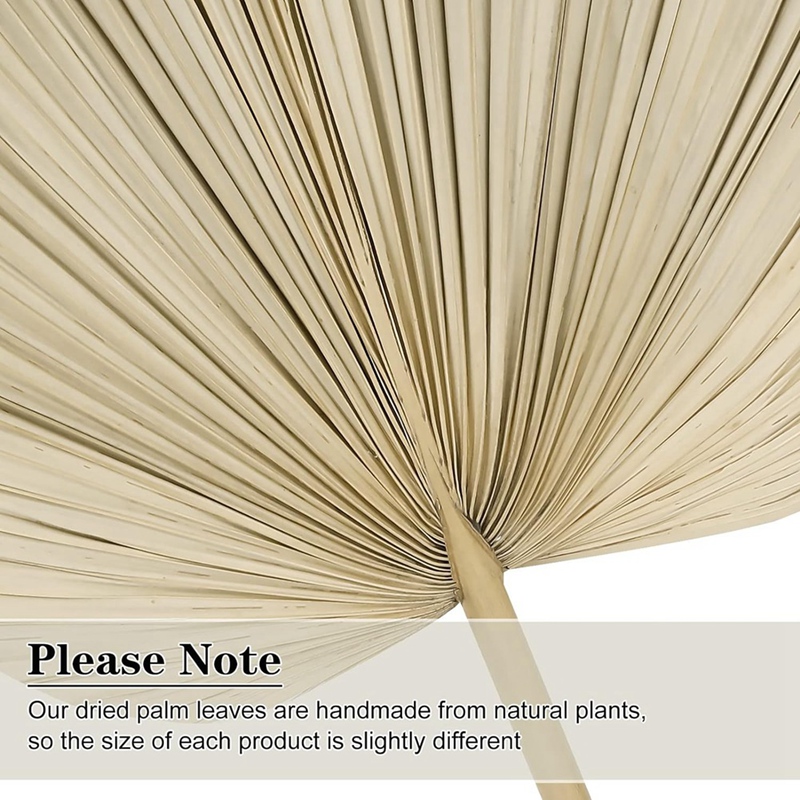 Palm Leaf Dried - Baru 6 Buah Kipas Palem Kering