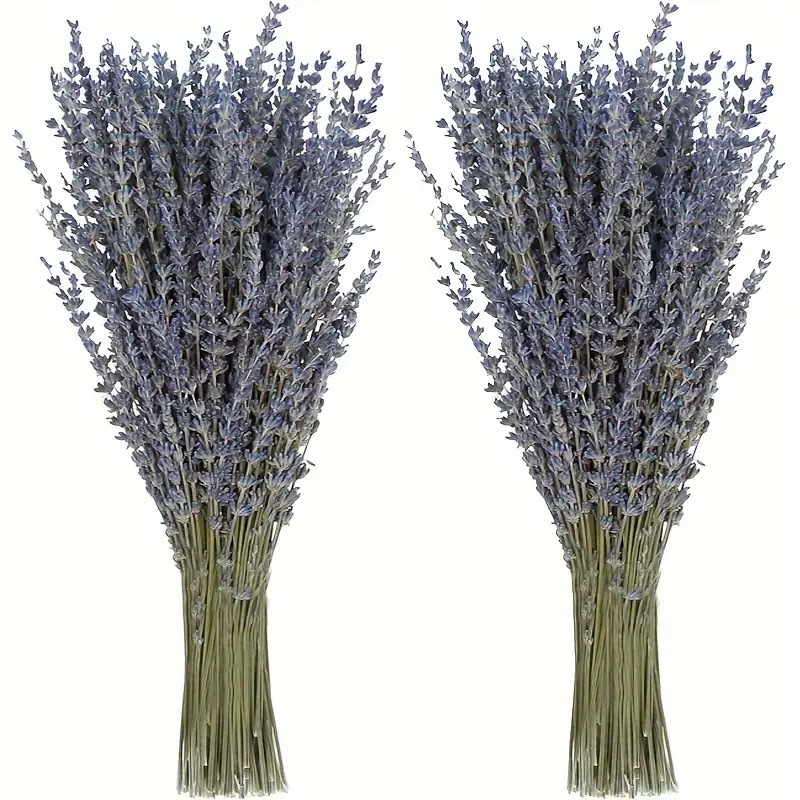 200pcs/Bundel Bunga Lavender K - Dried Flower Bunch ulasan dan harga