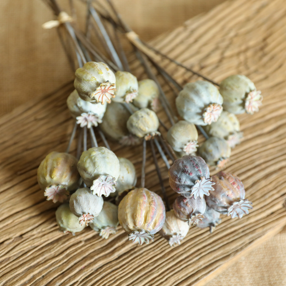 6 kepala bunga poppy buah rang - Dried Flower Bunch ulasan dan harga