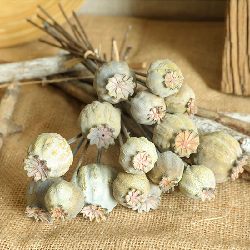 6 kepala bunga poppy buah rang - Dried Flower Bunch ulasan dan harga