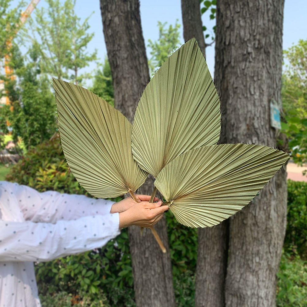 1 buah daun palem alami kering - Palm Leaf Dried ulasan dan harga