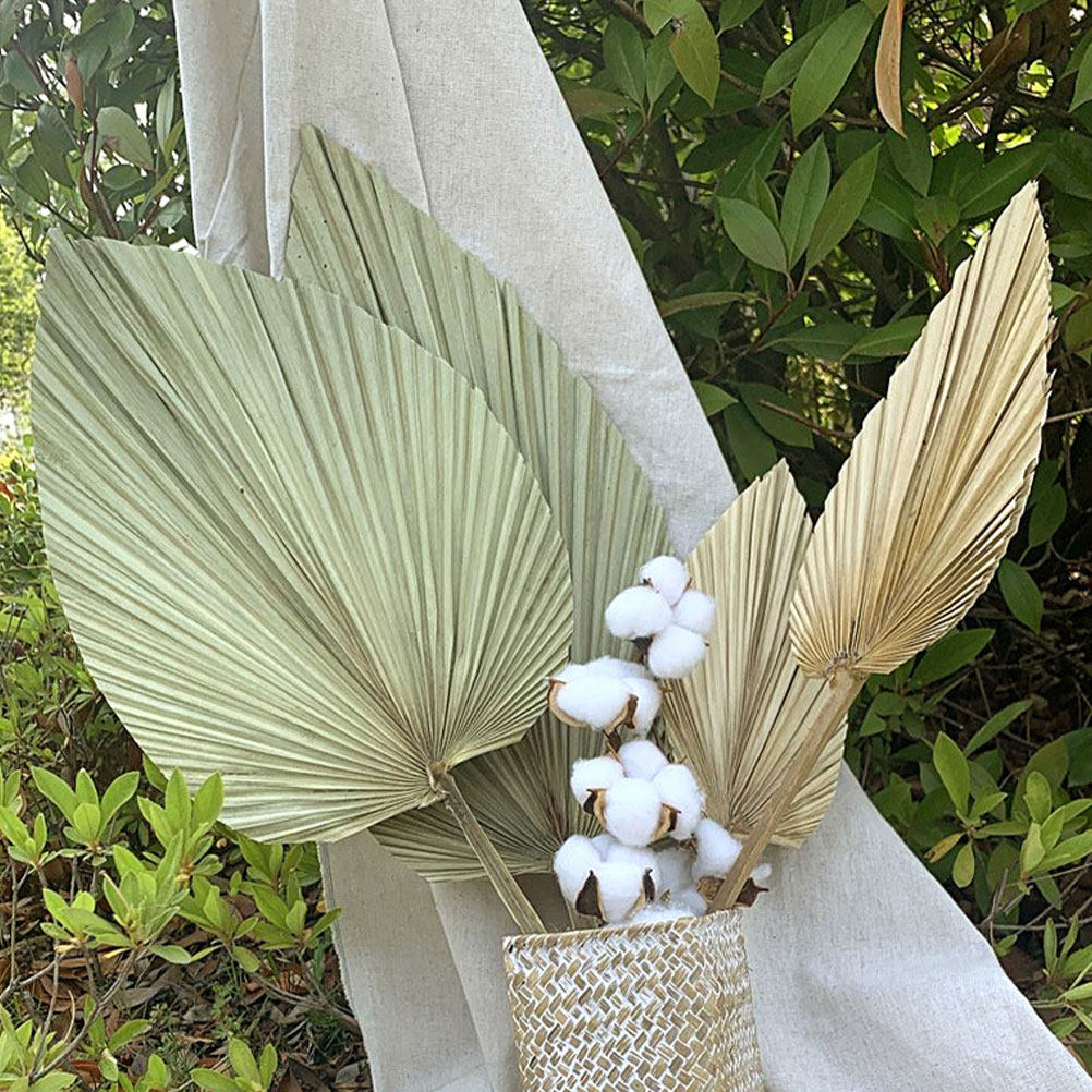 1 buah daun palem alami kering - Palm Leaf Dried ulasan dan harga