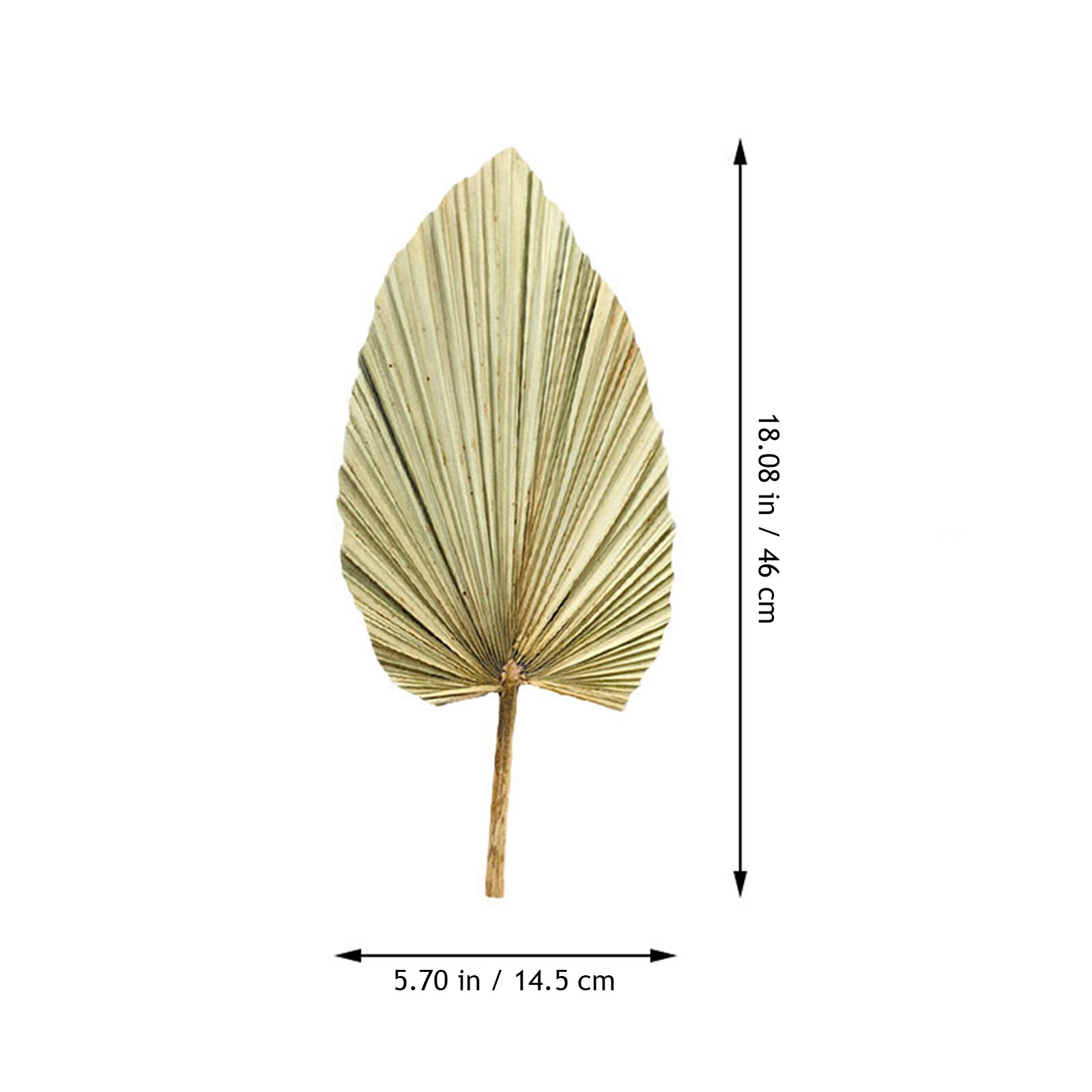 1 buah daun palem alami kering - Palm Leaf Dried ulasan dan harga