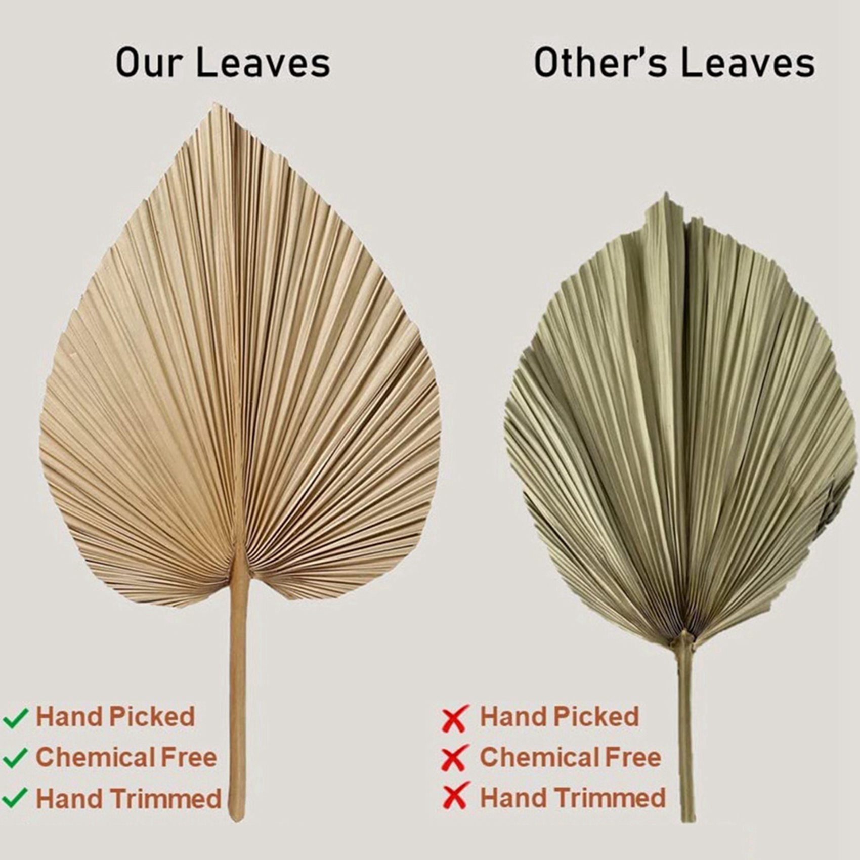AT02-8 Potongan Daun Palem Ker - Palm Leaf Dried ulasan dan harga