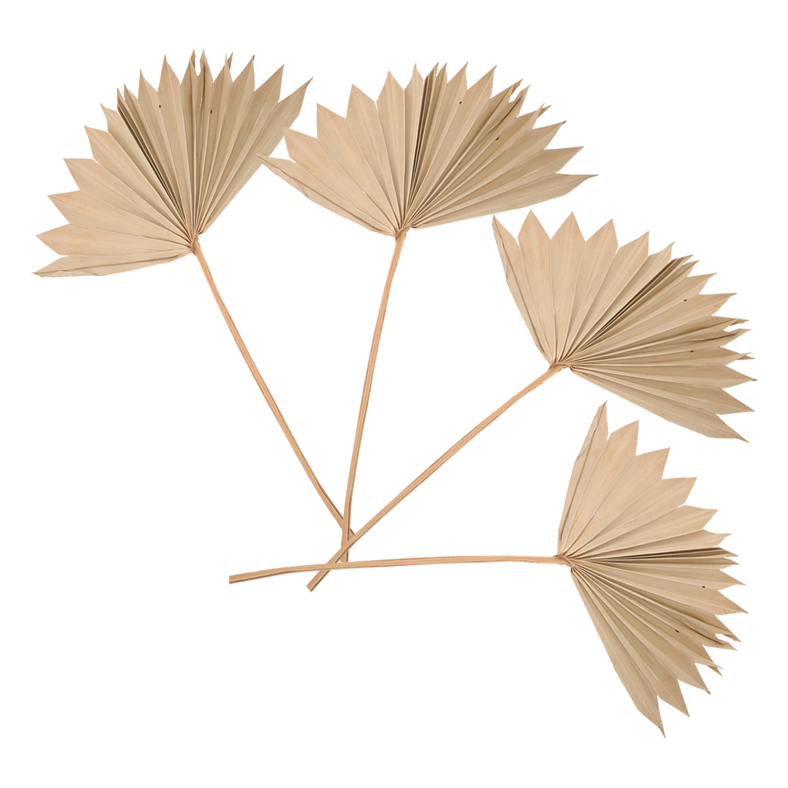 4 Buah Hiasan Daun Palem Kerin - Palm Leaf Dried ulasan dan harga
