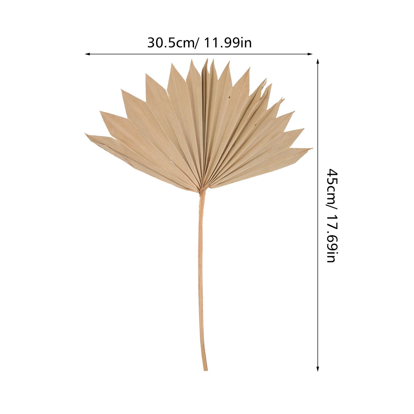 4 Buah Hiasan Daun Palem Kerin - Palm Leaf Dried ulasan dan harga