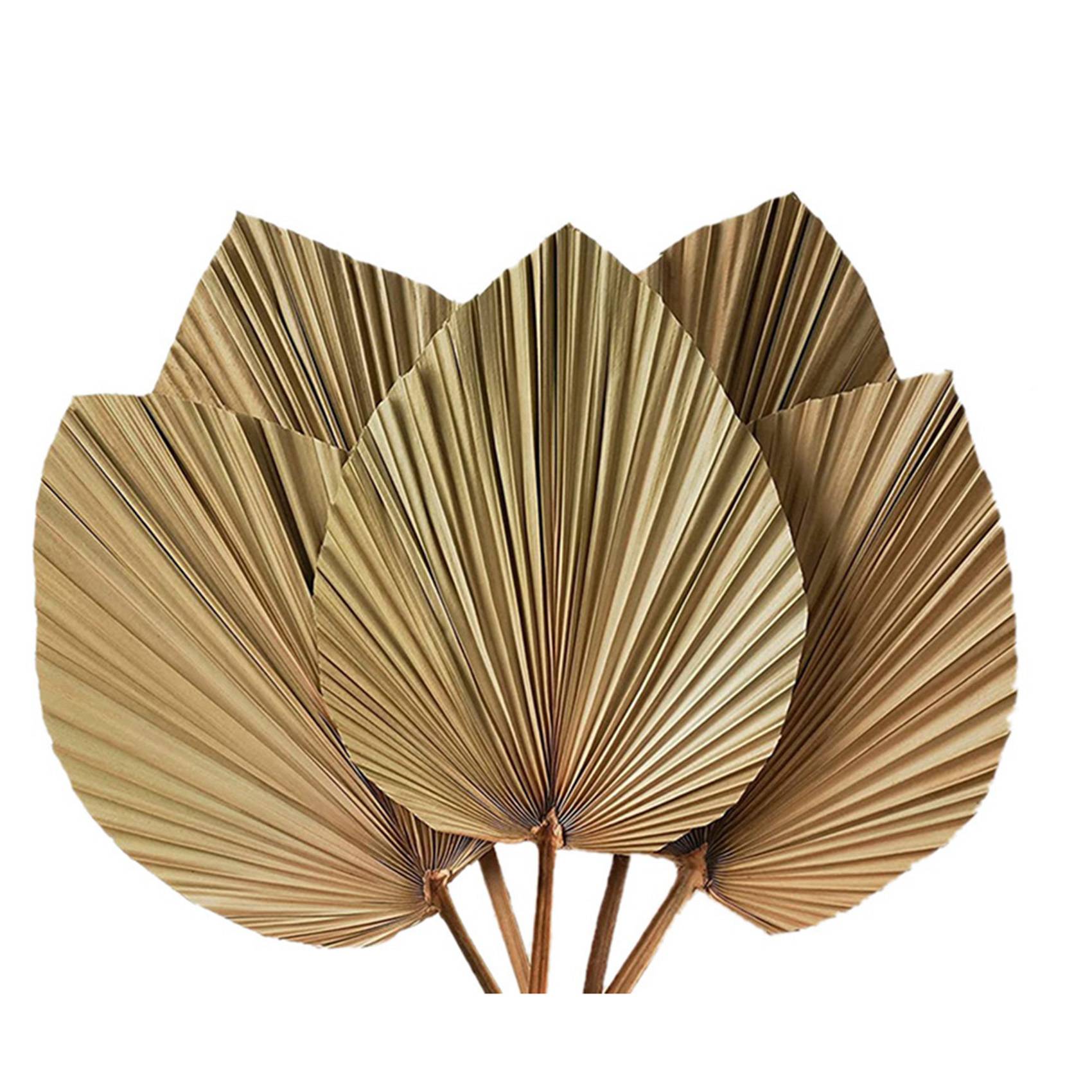 Dekorasi Ruangan Daun Palem Ke - Palm Leaf Dried ulasan dan harga