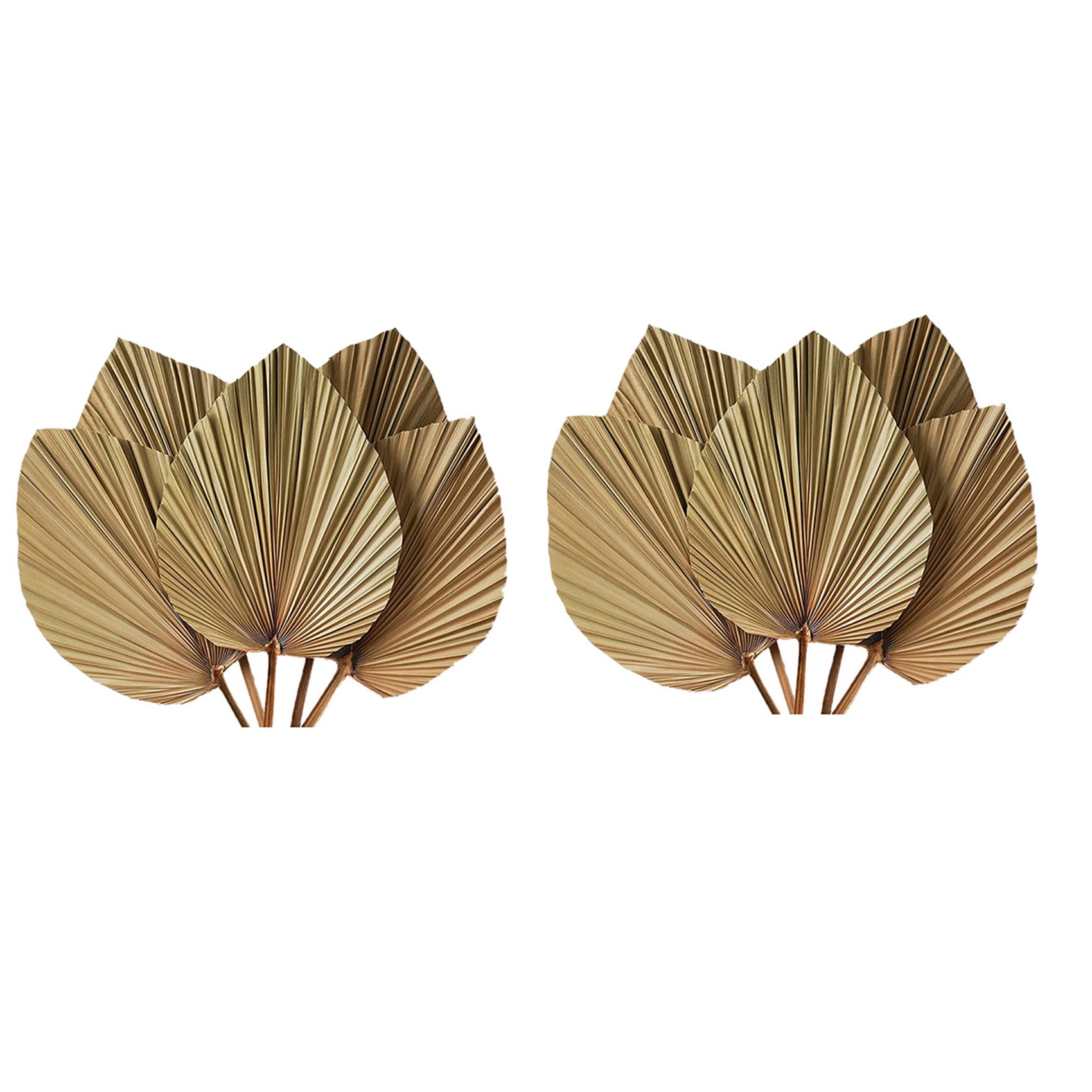 Dekorasi Ruangan Daun Palem Ke - Palm Leaf Dried ulasan dan harga