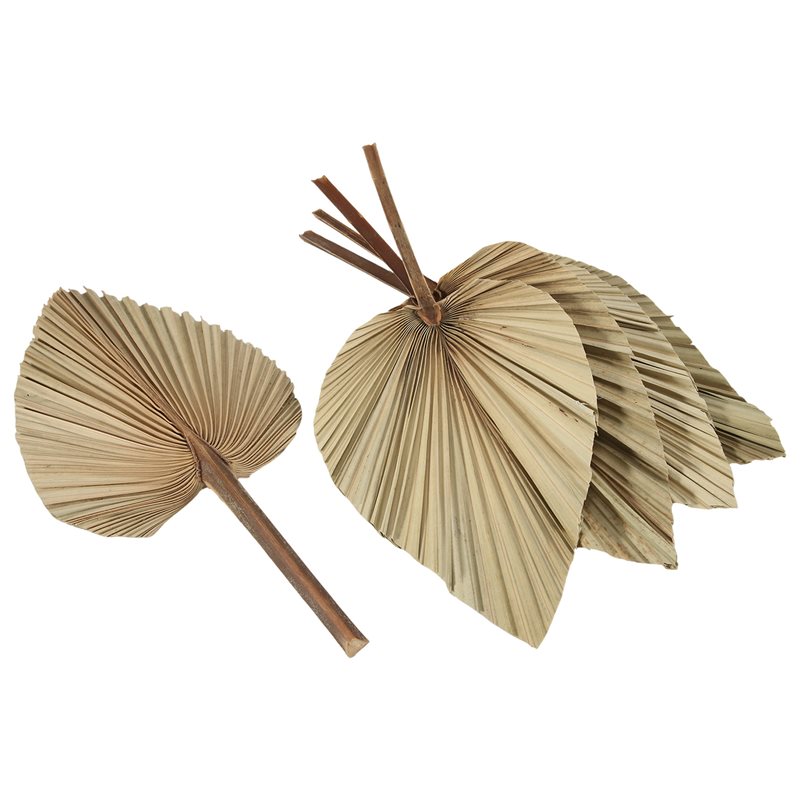 SEWS-5 Buah Daun Palem Kering  - Palm Leaf Dried ulasan dan harga