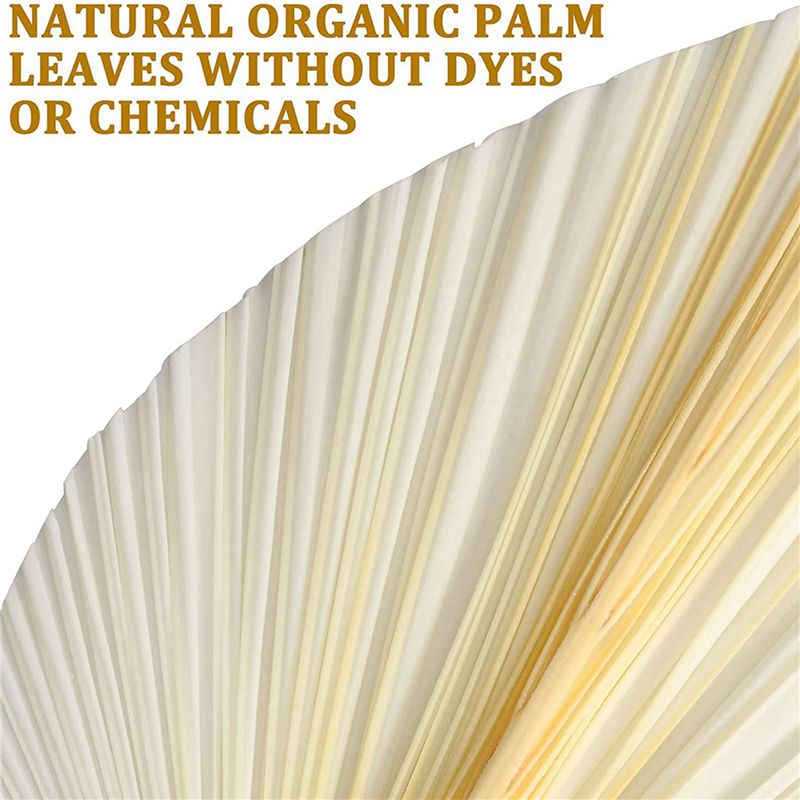 Daun Palem Kering Putih Besar  - Palm Leaf Dried ulasan dan harga