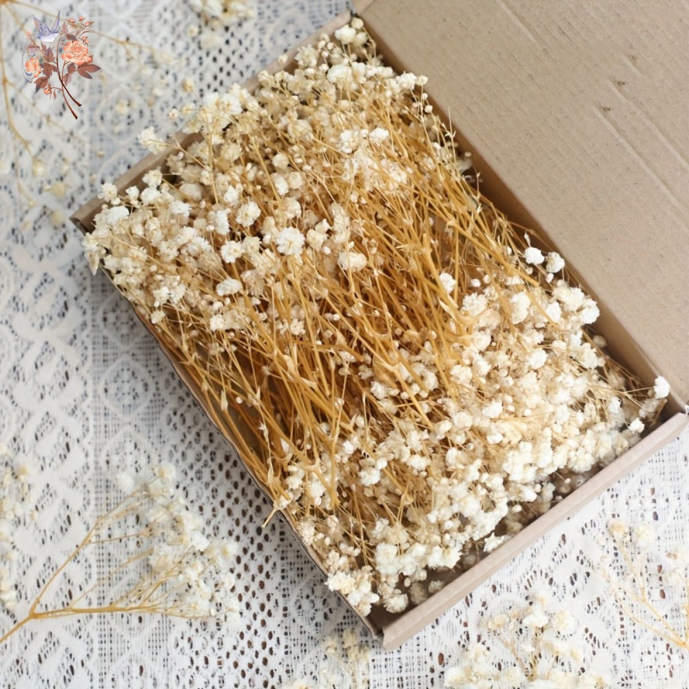 100pcs Bunga Baby's Breath Ker - Dried Flower Bunch ulasan dan harga
